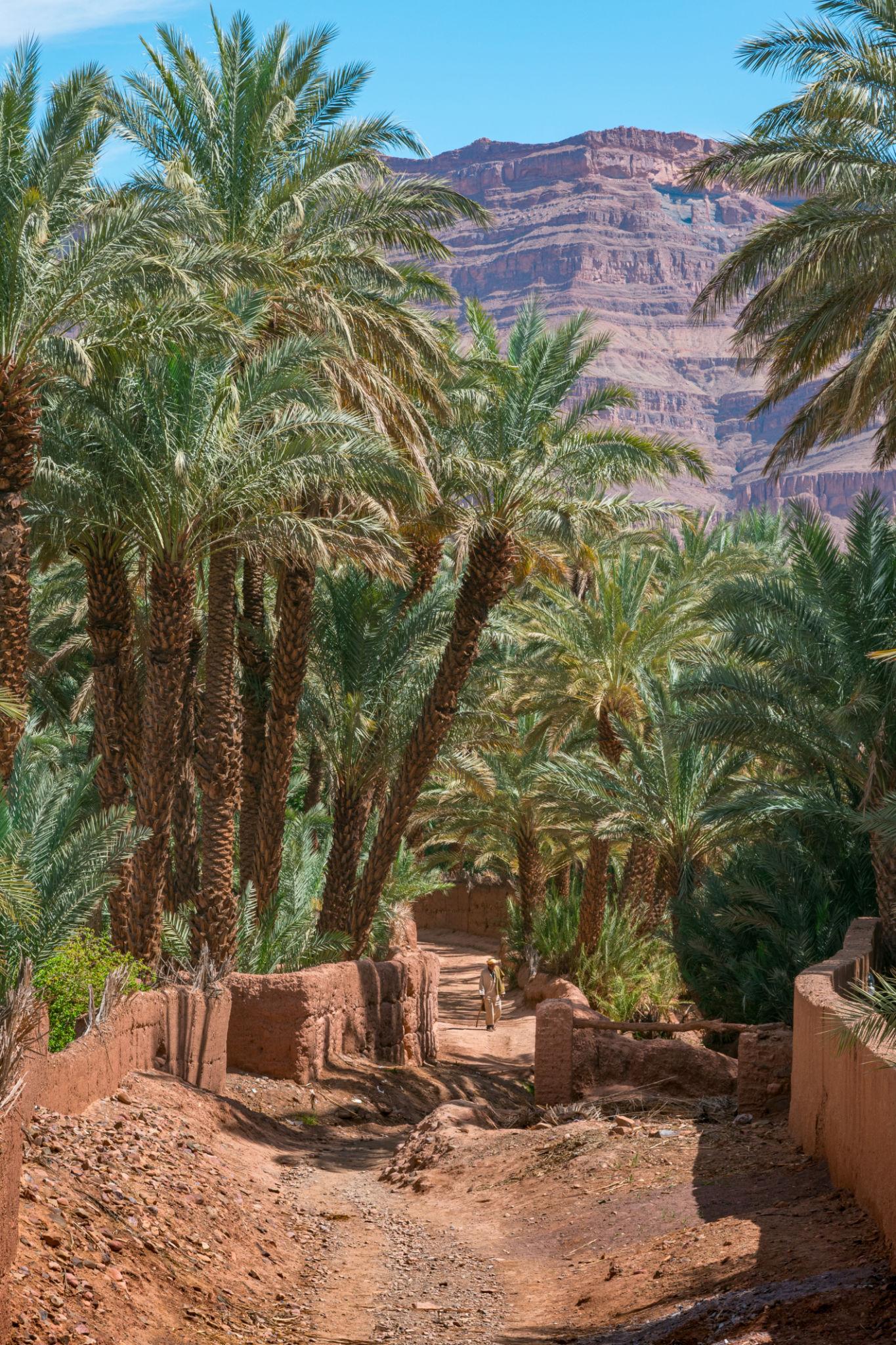 M'harch - Zagora