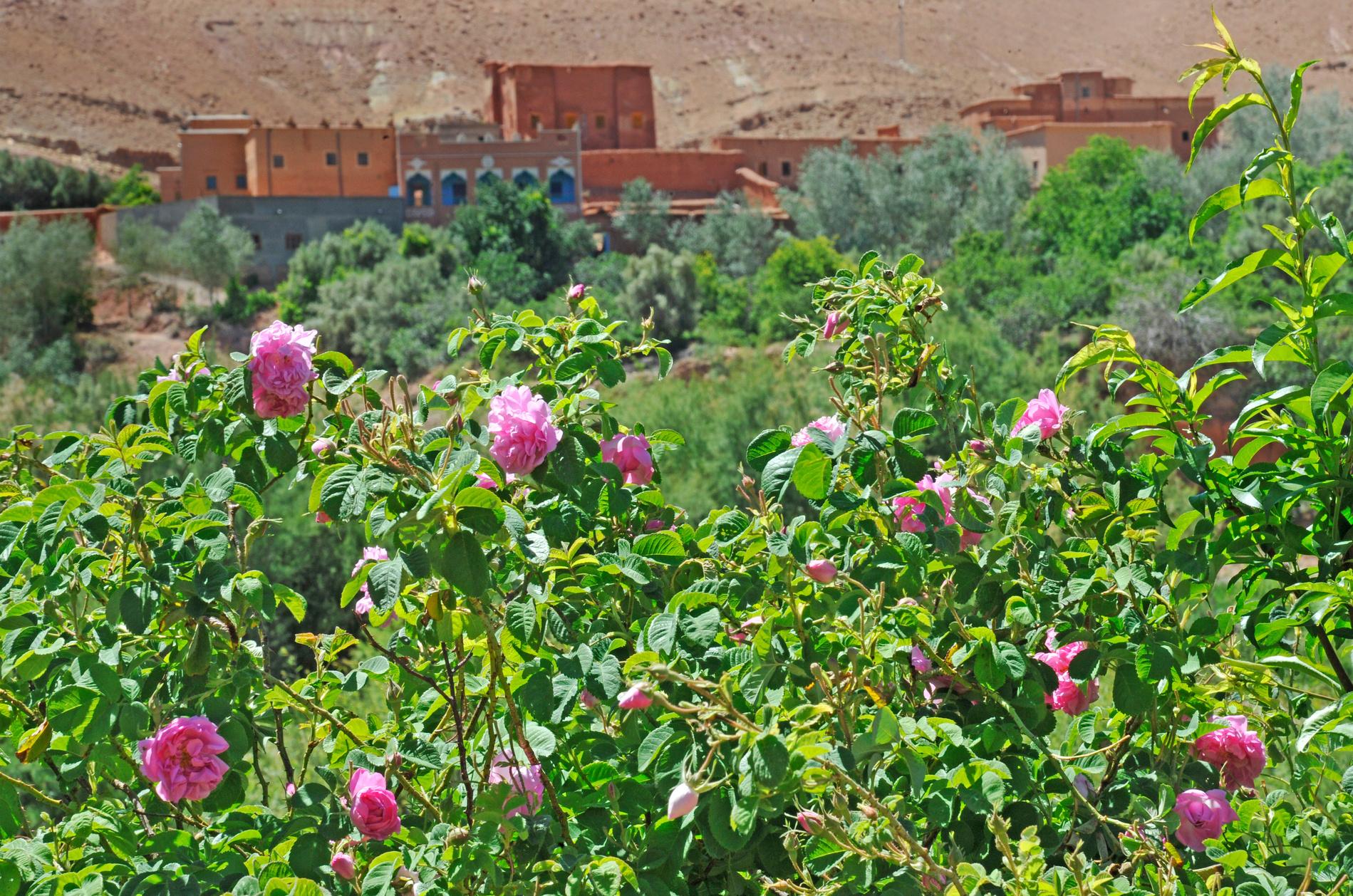 Marrakech ➔ Aït Ben Haddou ➔ Gorges du Dadès