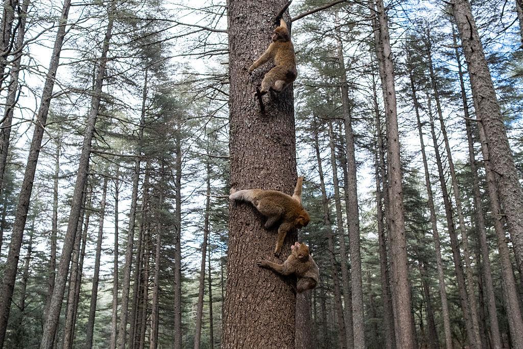 Fès – Ifrane – Désert du Sahara